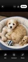 Connor, a male Havapoo for sale in Gurnee, IL – 2 of 4