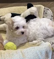 Ziggy, a male Maltipoo for sale in Gurnee, IL – 3 of 3