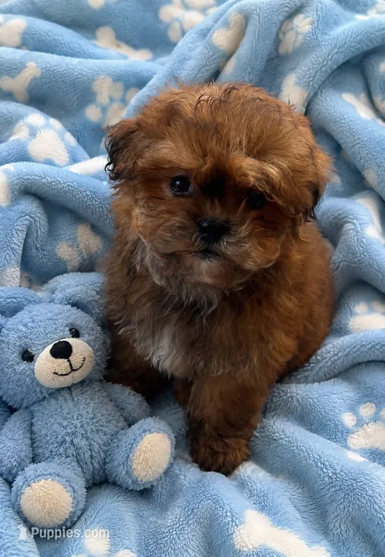 Biscuit – Shihpoo puppy for sale in Gurnee, IL