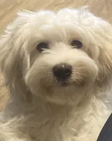 Mannie, a male Havamalt for sale in Gurnee, IL – Photo 1 of 3