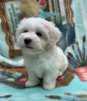 Mannie, a male Havamalt for sale in Gurnee, IL – Photo 3 of 3