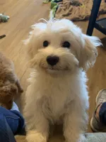 Mannie, a male Havamalt for sale in Gurnee, IL – Photo 2 of 3