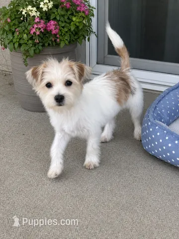 Kobie – Shorkie puppy for sale in Gurnee, IL