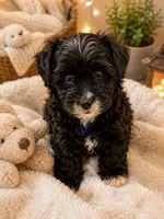 Ringo, a male Havapoo for sale in Gurnee, IL – 3 of 3