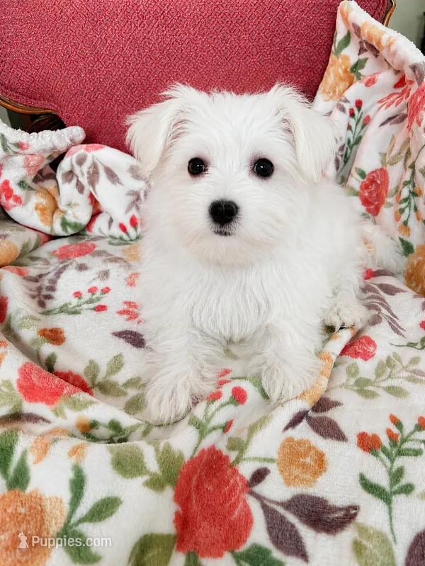 Kiki – Maltese puppy for sale in Gurnee, IL