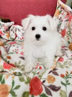 Kiki, a female Maltese for sale in Gurnee, IL – 1 of 5