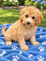 Trevor, a male Cavapoo for sale in Gurnee, IL – 1 of 3