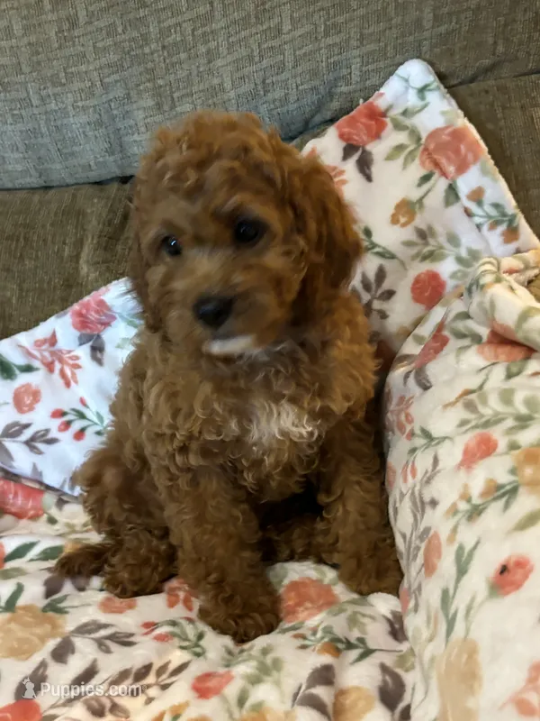 Karlie – Cavapoo puppy for sale in Gurnee, IL