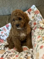 Karlie, a female Cavapoo for sale in Gurnee, IL – 1 of 4