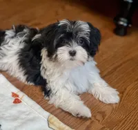 Char, a female Havamalt for sale in Gurnee, IL – Photo 2 of 5