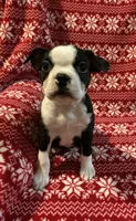 Hank, a male Boston Terrier for sale in Gurnee, IL – Photo 3 of 4