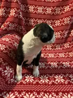 Hank, a male Boston Terrier for sale in Gurnee, IL – Photo 2 of 4