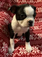 Hank, a male Boston Terrier for sale in Gurnee, IL – Photo 4 of 4