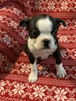 Hank, a male Boston Terrier for sale in Gurnee, IL – Photo 1 of 4