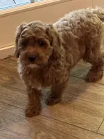 Rosa, a female Cavapoo for sale in Gurnee, IL – 3 of 4