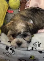 Maya, a female Havanese and Shih Tzu for sale in Gurnee, IL – 4 of 4