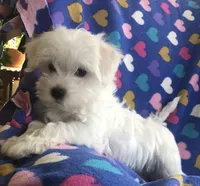 Braxton, a male Maltese and Yorkshire Terrier for sale in Gurnee, IL – Photo 2 of 3