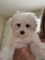 Kiki, a female Maltese for sale in Gurnee, IL – 4 of 5