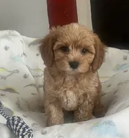 Shane, a male Cavapoo for sale in Gurnee, IL – 3 of 3