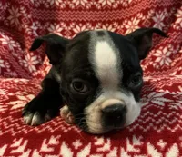 Riley, a male Boston Terrier for sale in Gurnee, IL – Photo 3 of 3