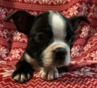 Riley, a male Boston Terrier for sale in Gurnee, IL – Photo 2 of 3