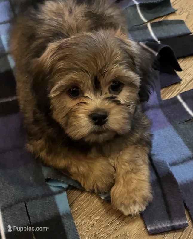 Zeus – Havanese, Shih Tzu puppy for sale in Gurnee, IL