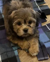 Zeus, a male Havanese and Shih Tzu for sale in Gurnee, IL – 1 of 3