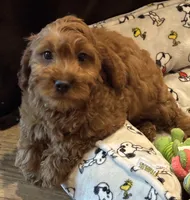Burt, a male Cavapoo for sale in Gurnee, IL – 3 of 4