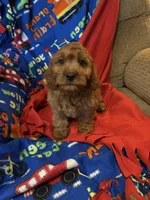Burt, a male Cavapoo for sale in Gurnee, IL – 4 of 4