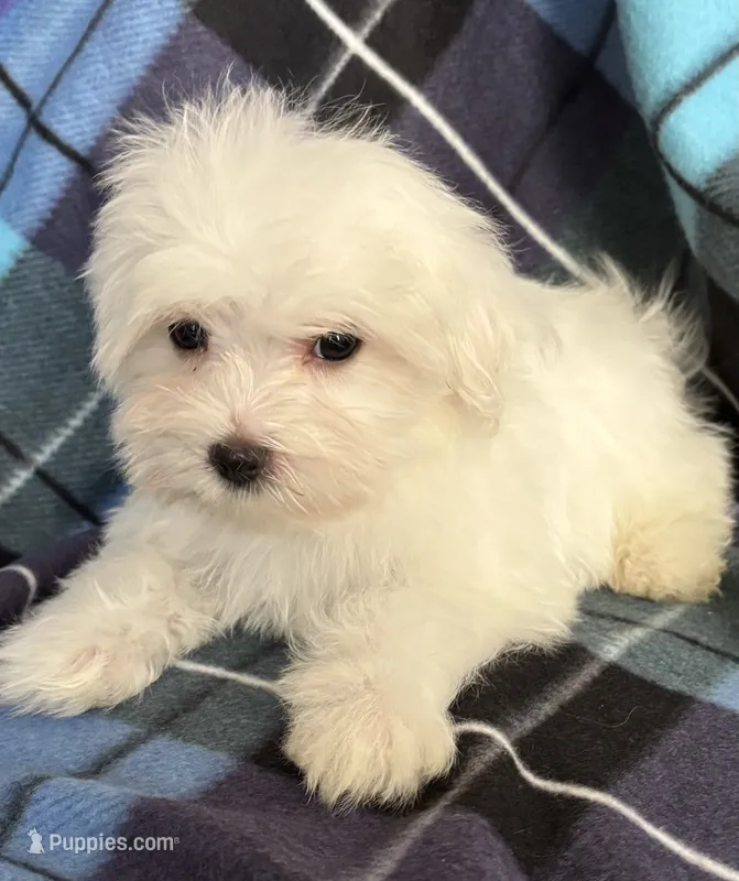 Jake – Maltese puppy for sale in Gurnee, IL