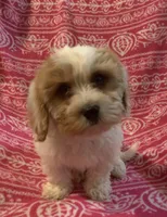 Candy, a female Cavalier King Charles Spaniel and Poodle - Miniature  for sale in Gurnee, IL – Photo 4 of 5