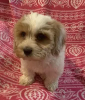 Candy, a female Cavalier King Charles Spaniel and Poodle - Miniature  for sale in Gurnee, IL – Photo 3 of 5