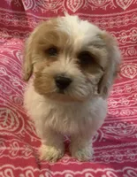 Candy, a female Cavalier King Charles Spaniel and Poodle - Miniature  for sale in Gurnee, IL – Photo 5 of 5