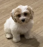 Candy, a female Cavalier King Charles Spaniel and Poodle - Miniature  for sale in Gurnee, IL – Photo 2 of 5