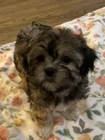 Brie, a female Havanese and Shih Tzu for sale in Gurnee, IL – 2 of 4