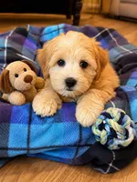Connor, a male Havapoo for sale in Gurnee, IL – 4 of 4