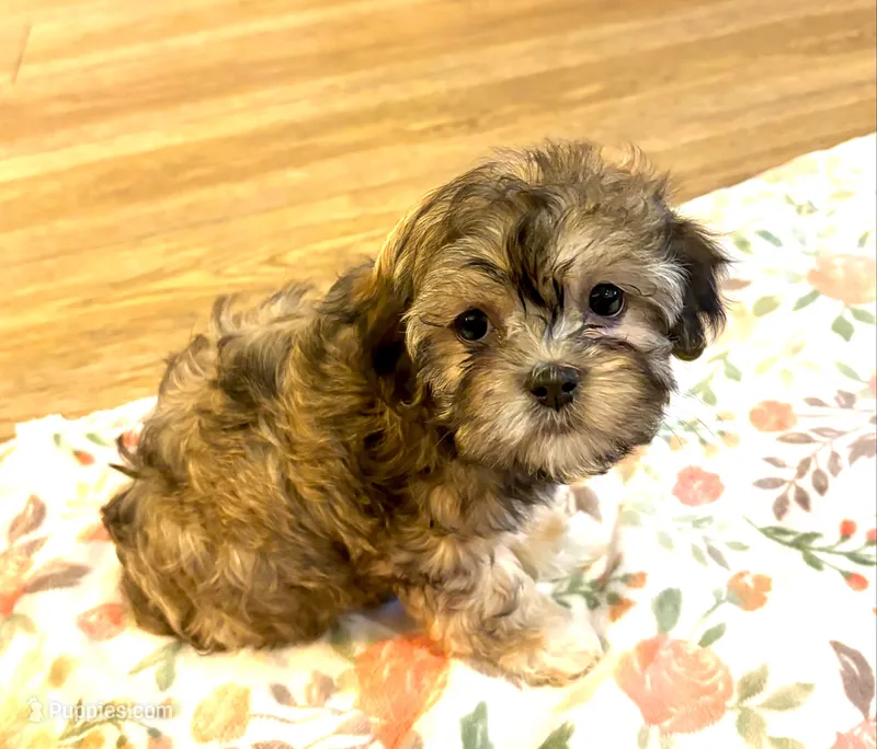 Brie – Havanese, Shih Tzu puppy for sale in Gurnee, IL