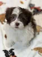 Bella, a female Shichon for sale in Gurnee, IL – Photo 2 of 2