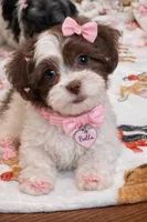 Bella, a female Shichon for sale in Gurnee, IL – Photo 1 of 2