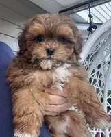 Dixie, a female Shihpoo for sale in Gurnee, IL – 2 of 2
