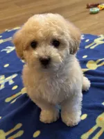 Kane, a male Maltipoo for sale in Gurnee, IL – 1 of 2