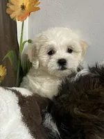 Shelby, a female Shichon for sale in Gurnee, IL – Photo 1 of 3