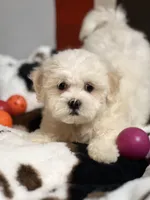Shelby, a female Shichon for sale in Gurnee, IL – Photo 2 of 3