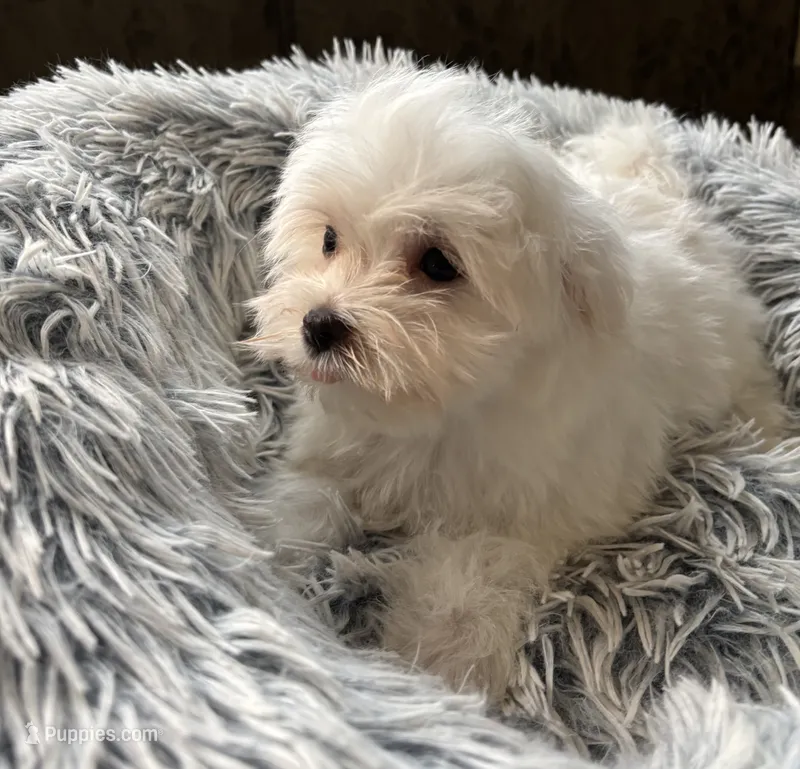 Jake – Maltese puppy for sale in Gurnee, IL