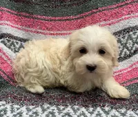 Zoe, a female Havamalt for sale in Gurnee, IL – Photo 2 of 3