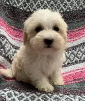 Zoe, a female Havamalt for sale in Gurnee, IL – Photo 3 of 3