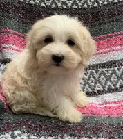 Zoe, a female Havamalt for sale in Gurnee, IL – Photo 1 of 3