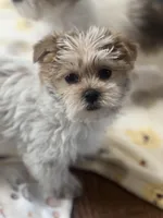 Kobie, a male Shorkie for sale in Gurnee, IL – Photo 5 of 5