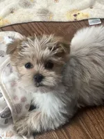 Kobie, a male Shorkie for sale in Gurnee, IL – Photo 4 of 5