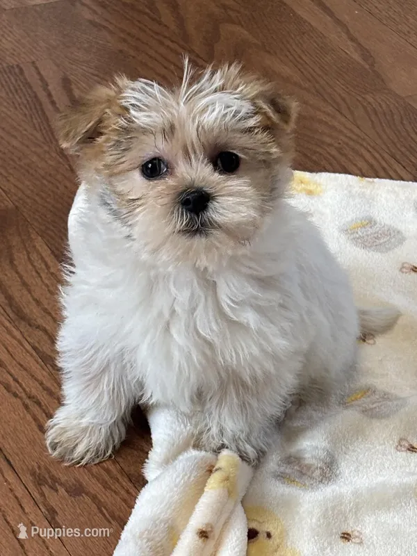 Kobie – Shorkie puppy for sale in Gurnee, IL